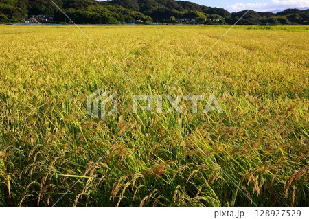 黄金色に実った稲穂の収穫期・新米の季節 128927529