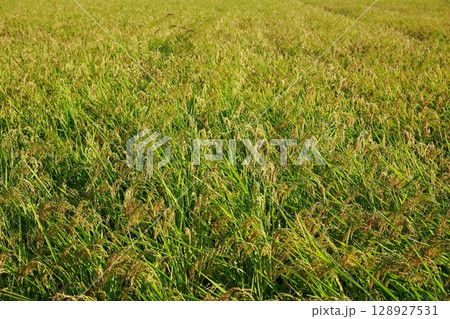 黄金色に実った稲穂の収穫期・新米の季節 128927531