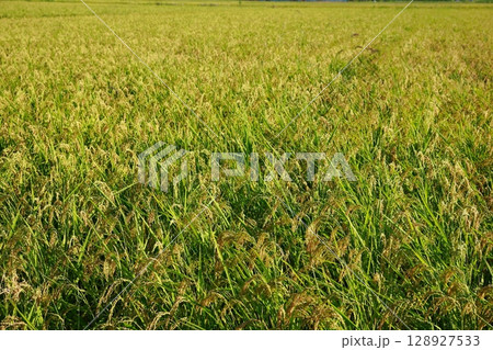 新米の時期　米不足の年　お米 128927533