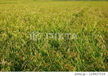 新米の時期　米不足の年　お米 128927534