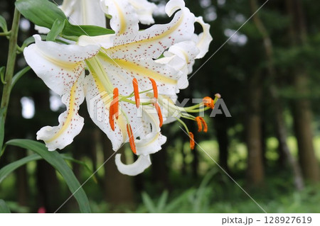 華やかに咲くヤマユリの花 128927619