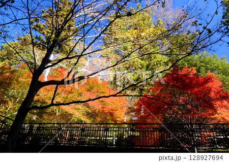 紅葉の散策路デッキ 【相模原市津久井 12月】 紅葉の散策路デッキ 【相模原市津久井 12月】 128927694