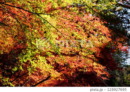 もみじ紅葉 【相模原市津久井 12月】 もみじ紅葉 【相模原市津久井 12月】 128927695