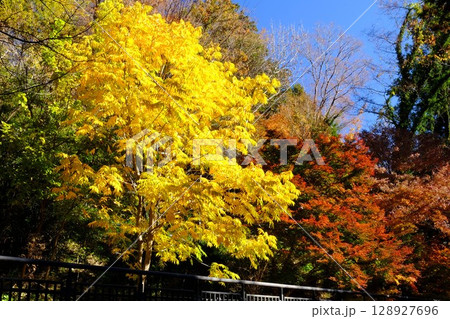 ムクロジ・もみじ 紅葉の競演 【相模原市津久井 12月】 ムクロジ・もみじ 紅葉の競演 【相模原市津久井 12月】 128927696