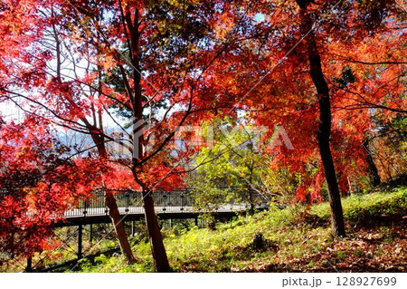 もみじ紅葉　【相模原市津久井　12月】 128927699