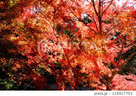 もみじ紅葉　【相模原市津久井　12月】 128927701