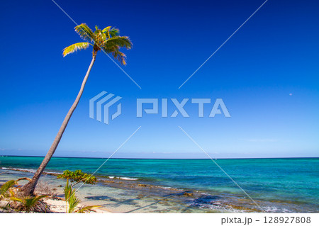 オセアニア フィジー共和国ビティレブ島の西の沖合いママヌザ諸島マナ島のサンセットビーチとヤシの木 オセアニア フィジー共和国ビティレブ島の西の沖合いママヌザ諸島マナ島のサンセットビーチとヤシの木 128927808
