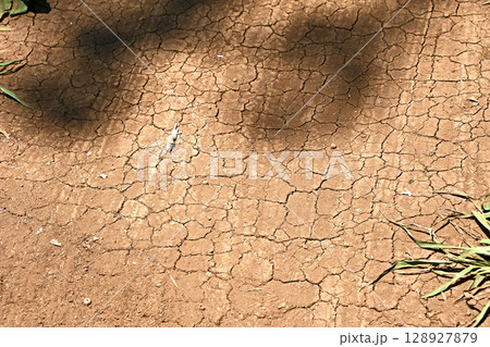 7月下旬、猛暑でひび割れた雑木林の遊歩道 128927879
