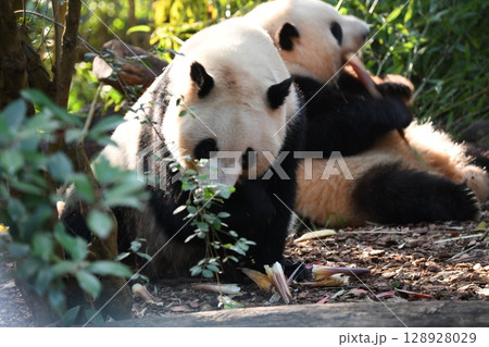 細いタケノコを黙々と食べるパンダ 128928029