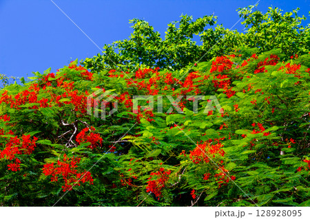 オセアニア フィジー共和国ビティレブ島の西の沖合いママヌザ諸島マナ島のホウオウボクの赤い花 オセアニア フィジー共和国ビティレブ島の西の沖合いママヌザ諸島マナ島のホウオウボクの赤い花 128928095