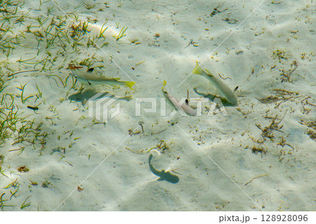 オセアニア フィジー共和国ビティレブ島の西の沖合いママヌザ諸島マナ島サウスビーチの魚たち オセアニア フィジー共和国ビティレブ島の西の沖合いママヌザ諸島マナ島サウスビーチの魚たち 128928096