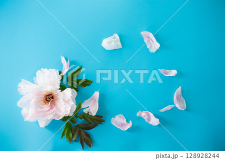 Top view of an open pink peony on a blue background Top view of an open pink peony on a blue background 128928244