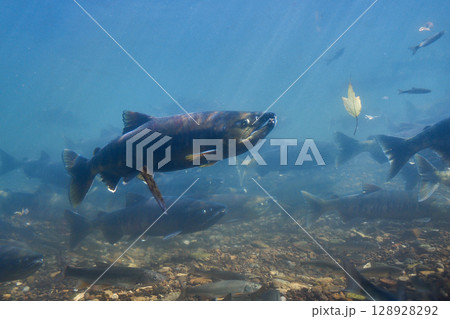 サケ 遡上 千歳川(サケのふるさと 千歳水族館) サケ 遡上 千歳川(サケのふるさと 千歳水族館) 128928292