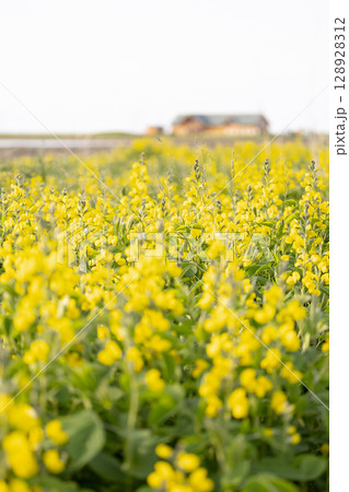 北海道野付半島のセンダイハギの花 128928312