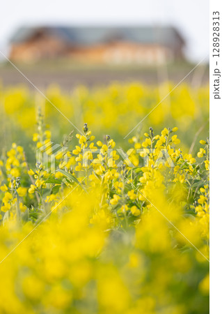 北海道野付半島のセンダイハギの花 128928313
