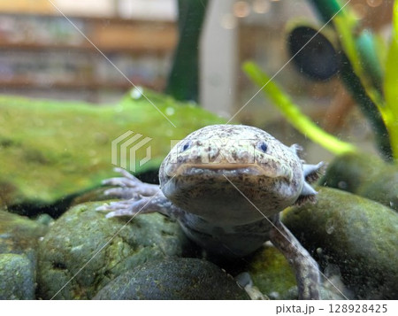 水槽の底にいる野生色の（マーブル模様の）アホロートル（ウーパールーパー）のクローズアップ 128928425
