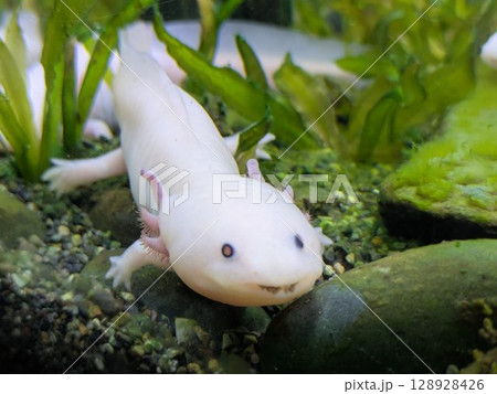 水槽で微笑む白いアホロートル（ウーパールーパー） 128928426