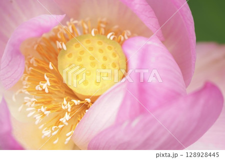 綺麗なハスの花に癒される 綺麗なハスの花に癒される 128928445