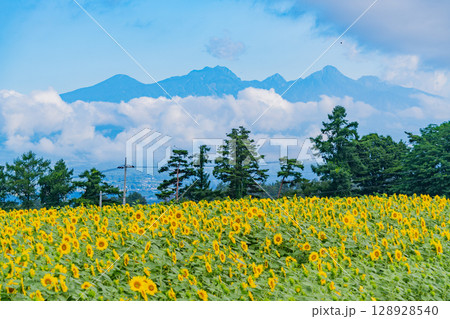 【山梨県】八ヶ岳を背景に明野のひまわり 128928540