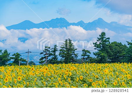 【山梨県】八ヶ岳を背景に明野のひまわり 128928541