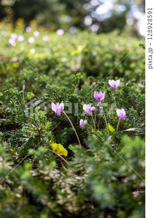栃木県佐野市の万葉自然公園かたくりの里 栃木県佐野市の万葉自然公園かたくりの里 128928591