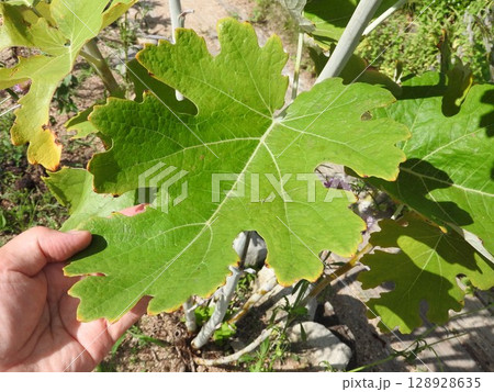 ケシ科の多年草「タケニグサ（竹似草）」：大きな葉 128928635
