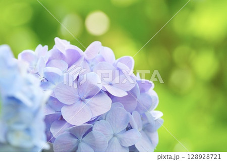 梅雨の晴れ間に咲く 薄紫色のふんわり紫陽花 玉ボケ背景 梅雨の晴れ間に咲く 薄紫色のふんわり紫陽花 玉ボケ背景 128928721