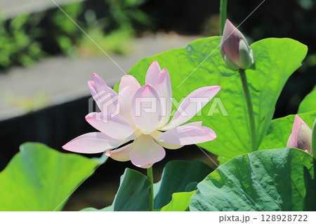満開のハス 128928722