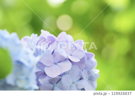 梅雨の晴れ間に咲く　薄紫色のふんわり紫陽花　玉ボケ背景 128928837