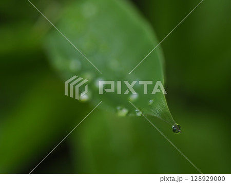 葉についた水滴 葉についた水滴 128929000