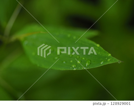 葉についた水滴 葉についた水滴 128929001