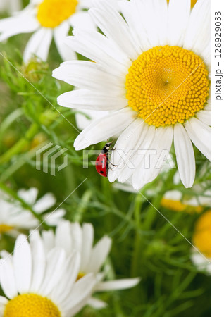 Macro photo of a red ladybug on a white daisy (chamomile) in summer. Natural pollination concept with shallow depth of field. Bright flora, beneficial insect, and organic garden theme. Macro photo of a red ladybug on a white daisy (chamomile) in summer. Natural pollination concept with shallow depth of field. Bright flora, beneficial insect, and organic garden theme. 128929033