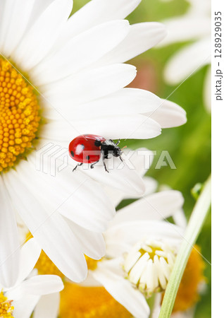Macro photo of a red ladybug on a white daisy (chamomile) in summer. Natural pollination concept with shallow depth of field. Bright flora, beneficial insect, and organic garden theme. 128929035