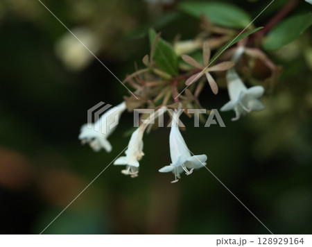 7月に咲いた可憐な白いアベリアの花 7月に咲いた可憐な白いアベリアの花 128929164