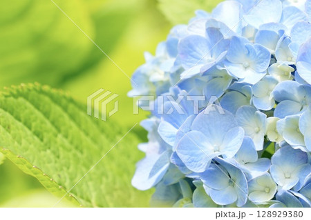 キレイな水色のアジサイ　黄緑背景　初夏の花 128929380