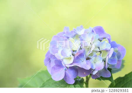梅雨の晴れ間に咲く　薄紫色のふんわり紫陽花　黄緑背景 128929381