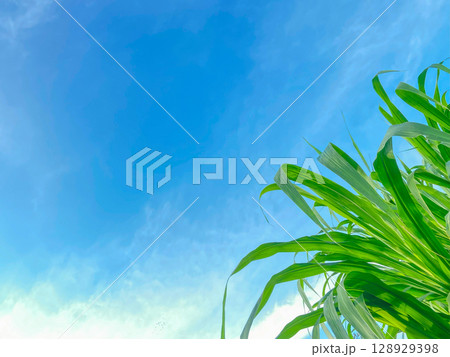 plant, leaf, nature, sky, flower, summer, grass, spring, tree, branch, rosemary, growth, blue, bamboo, leaves, herb, stem, foliage, vector, isolated, tropical, season, illustration, garden, decoratio plant, leaf, nature, sky, flower, summer, grass, spring, tree, branch, rosemary, growth, blue, bamboo, leaves, herb, stem, foliage, vector, isolated, tropical, season, illustration, garden, decoratio 128929398