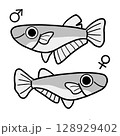 めだかのオスとメス（モノクロ） 128929402