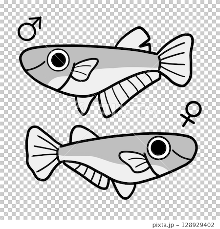 Male and female killifish (monochrome) Male and female killifish (monochrome) 128929402
