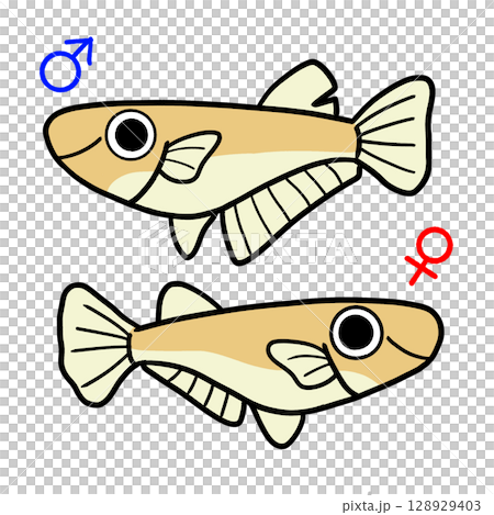 Male and female killifish 128929403