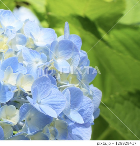 キレイな淡い青色のアジサイ　緑背景　初夏の花 128929417