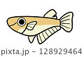 雄のめだか 128929464