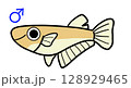 メダカのオス 128929465
