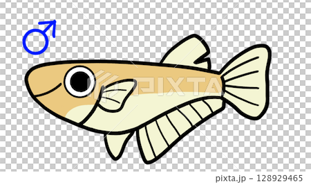 雄性鱂魚 雄性鱂魚 128929465