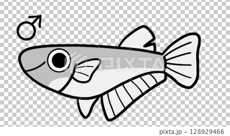 雄鱂魚(單色) 雄鱂魚(單色) 128929466