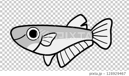 雄鱂魚(單色) 雄鱂魚(單色) 128929467