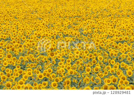 満開のひまわり 宮城県山元町のひまわり畑(2025やまもとひまわり祭り) 宮城県山元町 満開のひまわり 宮城県山元町のひまわり畑(2025やまもとひまわり祭り) 宮城県山元町 128929481