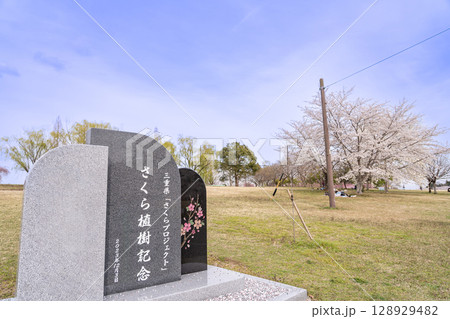 三重県四日市市 三重県「さくらプロジェクト」さくら植樹記念の石碑 春の北勢中央公園 三重県四日市市 三重県「さくらプロジェクト」さくら植樹記念の石碑 春の北勢中央公園 128929482
