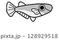 雌のめだか（モノクロ） 128929518