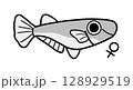 めだかの雌（モノクロ） 128929519